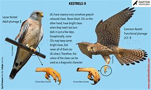 Image result for Lesser Kestrel Male