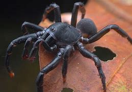 Image result for Malaysian Trapdoor Spider