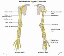 Image result for Upper Extremity Innervation Chart