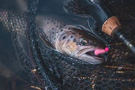 Image result for Plastic Worms for Trout