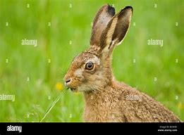 Image result for Hare Eating