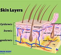 Image result for Skin Diagram Esthetics