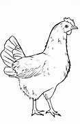 Image result for Chicken Drawing Jpg