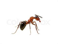 Image result for Ant Face Picture White Backround