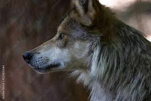 Image result for Close of a Wolf's Side View