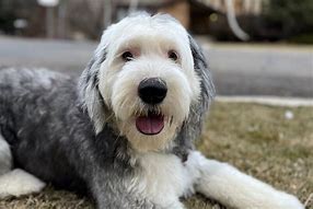 Image result for Sheepadoodle Images