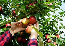 Image result for Fruit Farmer