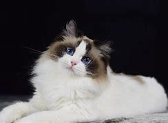 Image result for Large Ragdoll Cat