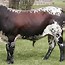 Image result for Nguni Velle