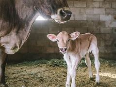 Image result for Babty Cow