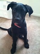 Image result for 5 Month Old Great Dane Puppy