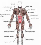 Image result for Image Showing Skeleton and Muscles