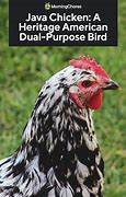 Image result for Java Chicken Breeders