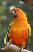 Image result for Conure Bird Pic