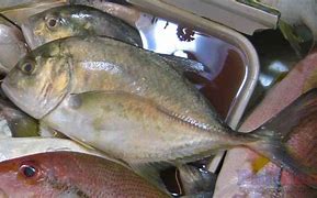 Image result for Filipino Fish