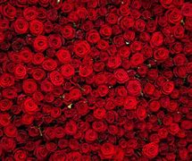 Image result for Rose Vine Background