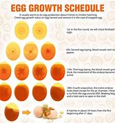 Image result for Serama Chicken Egg Candling Chart