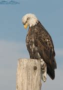 Image result for Bald Eagle Flying Head above Wings