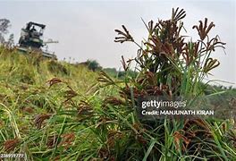 Image result for Millet Field Art India