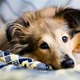 Image result for Clean Dog Eye