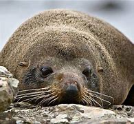 Image result for Pinniped