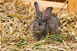 Image result for Rabbit Bedding