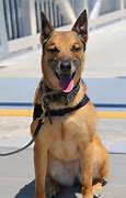 Image result for United States Air Force K9