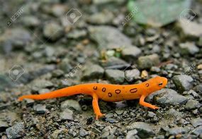 Image result for Newt