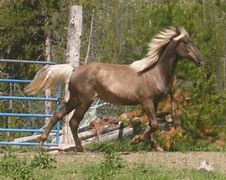 Image result for Light Brown Horse Stallion