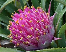 Image result for Most Exotic Flowers in the World