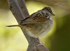 Image result for Swamp Sparrow