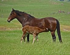 Image result for Horse Nursing