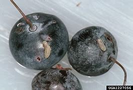 Image result for Blueberry Maggot