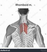 Image result for Left Rhomboid Muscle