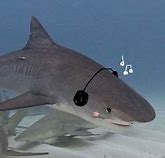 Image result for Shark with Headphones