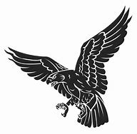 Image result for Black Hawk Bird