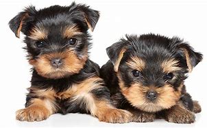 Image result for AKC Terrier Breeds