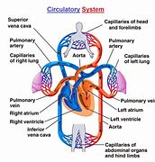 Image result for Circulatory System Blood Flow Diagram