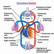 Image result for Circulatory System Labeled