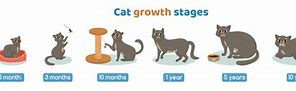 Image result for Cat Growth Chart