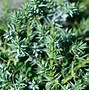 Image result for Evergreen Bush