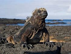 Image result for Galapagos Land Iguana