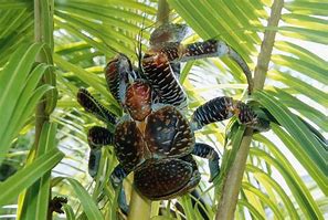 Image result for Blue Coconut Crab