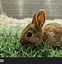 Image result for Baby Brown Rabbit