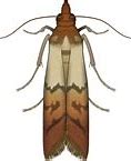 Image result for Indian Rice Moth