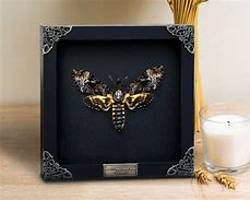 Image result for Death Head Moth Shelf