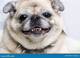 Image result for Black Pug Funny Pics