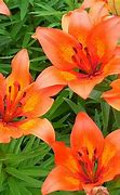 Image result for Wild Lily Plants Outdoors