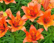 Image result for Wild Lily