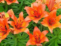 Image result for Waild Lily Forest